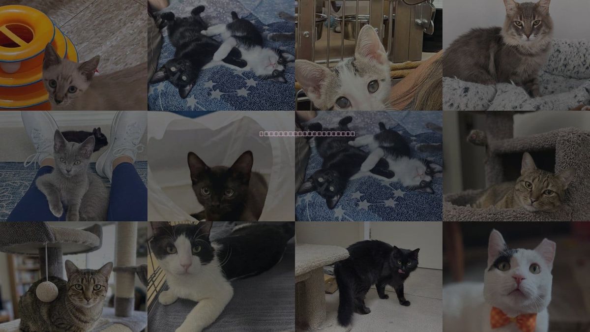Cats for Adoption in Chandler, Arizona