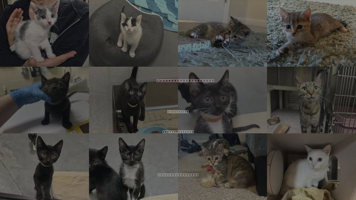 Cats for Adoption in Chapel Hill, North Carolina