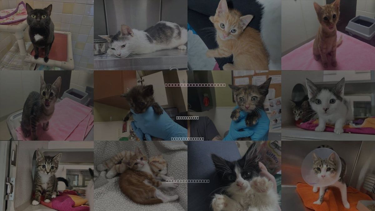 Cats for Adoption in Chapel Hill, North Carolina
