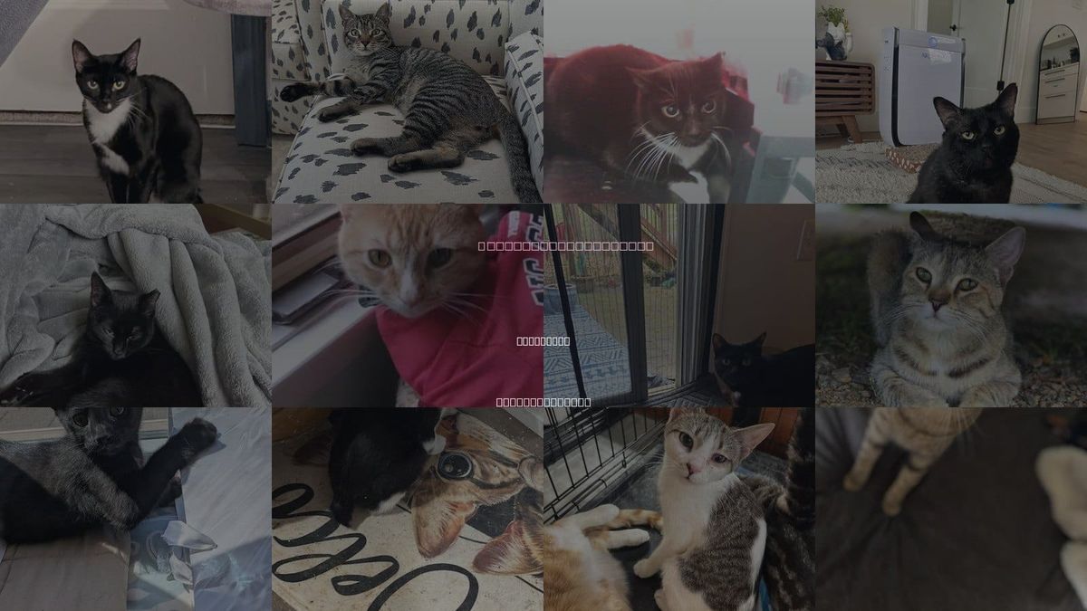 Cats for Adoption in Charlotte, North Carolina