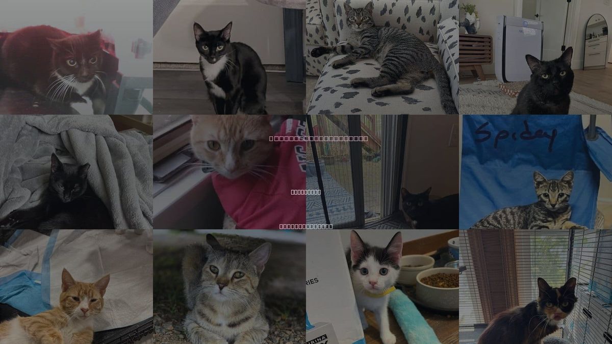 Cats for Adoption in Charlotte, North Carolina