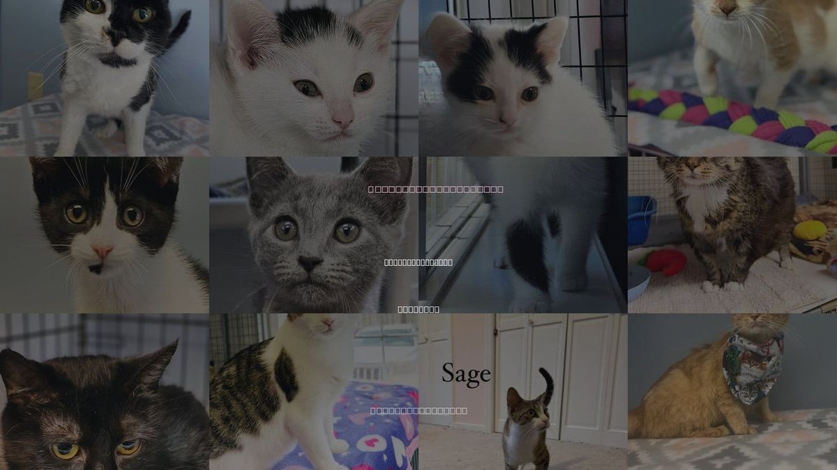 Cats for Adoption in Charlottesville, Virginia