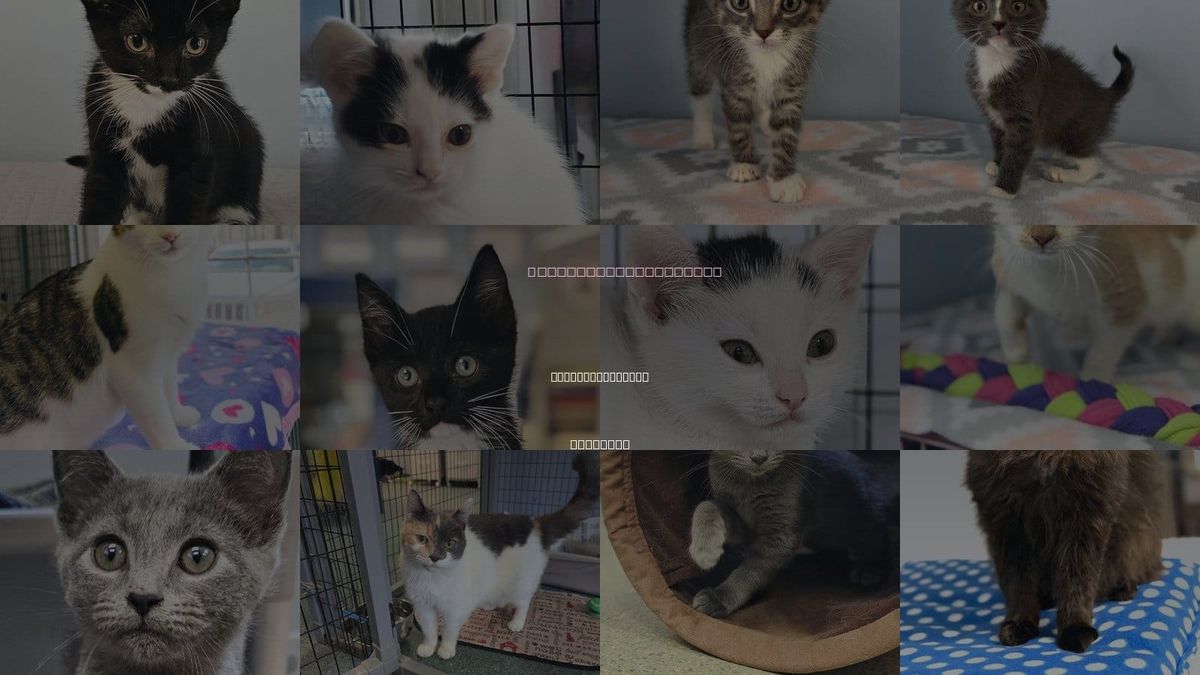 Cats for Adoption in Charlottesville, Virginia