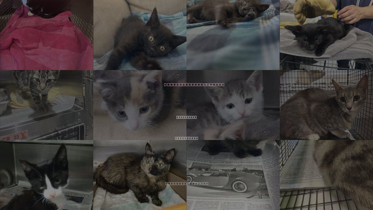 Cats for Adoption in Chatsworth, California