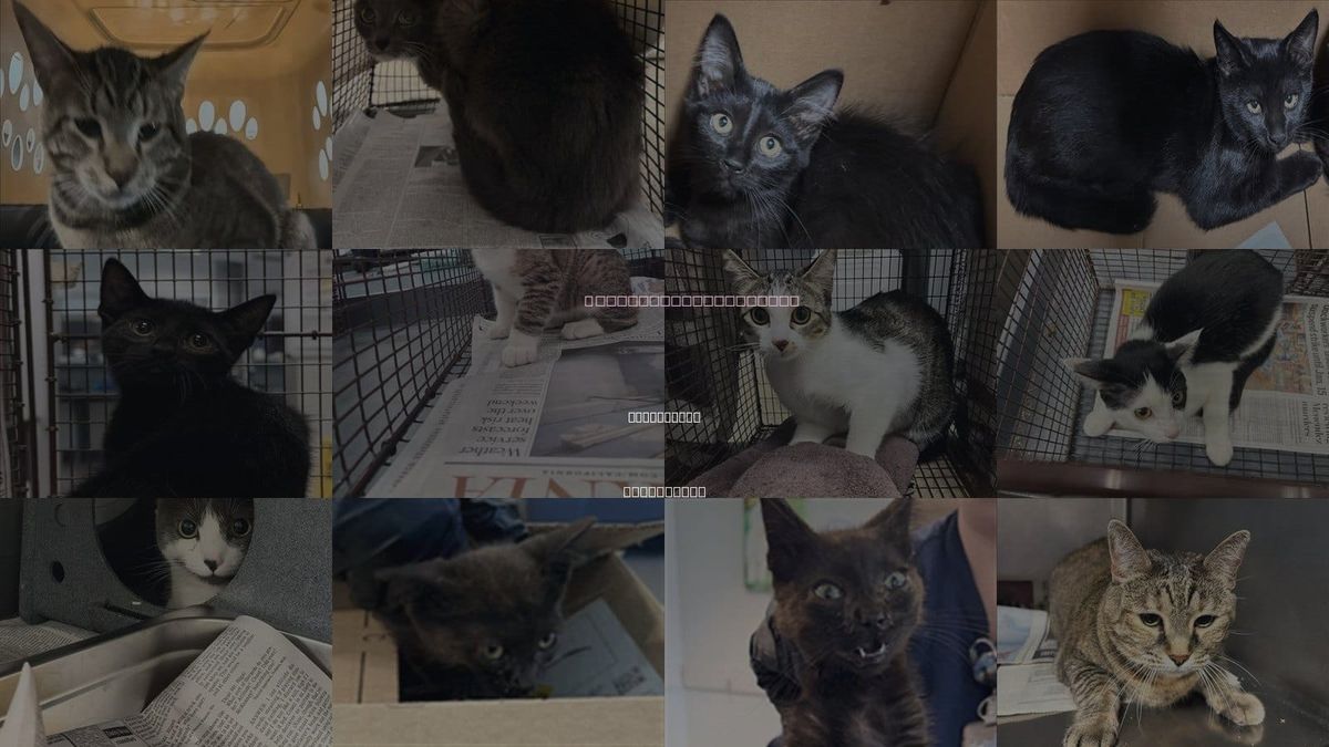 Cats for Adoption in Chatsworth, California