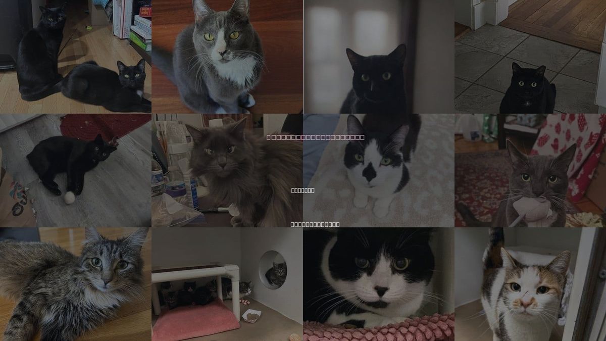 Cats for Adoption in Chelsea, Massachusetts