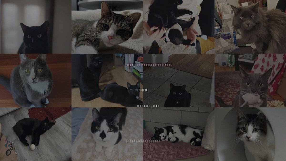 Cats for Adoption in Chelsea, Massachusetts