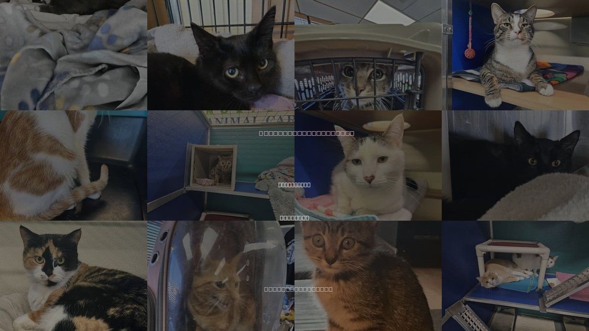 Cats for Adoption in Chesapeake, Virginia