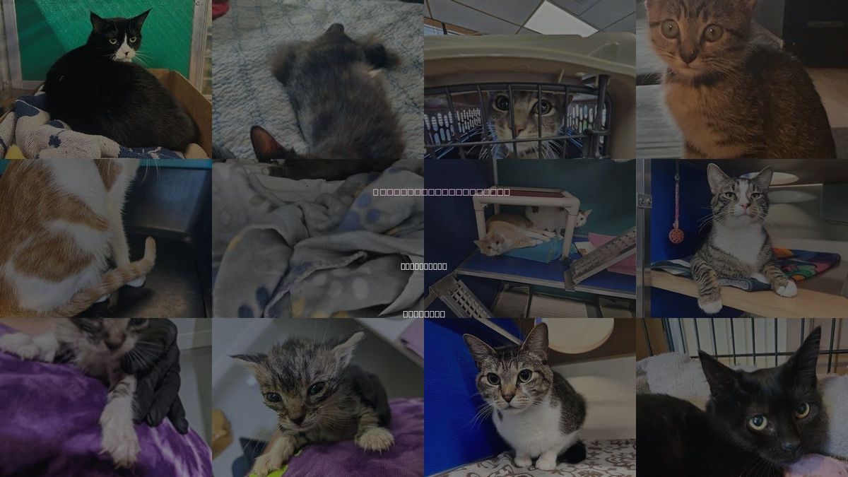 Cats for Adoption in Chesapeake, Virginia