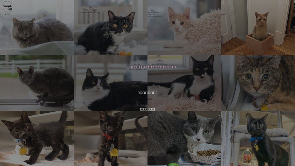 Cats for Adoption in Chesterfield, Missouri