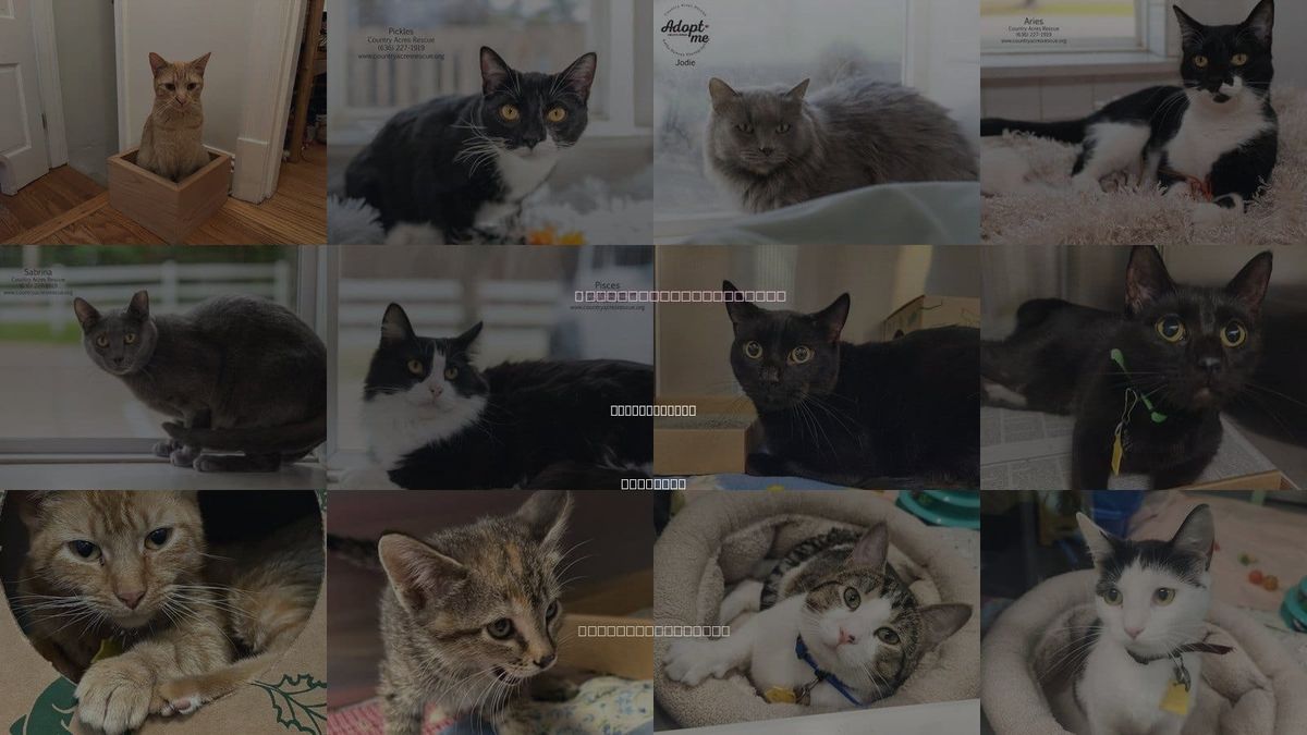 Cats for Adoption in Chesterfield, Missouri