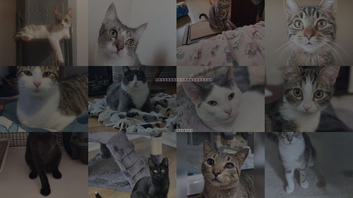 Cats for Adoption in Chicago, Illinois