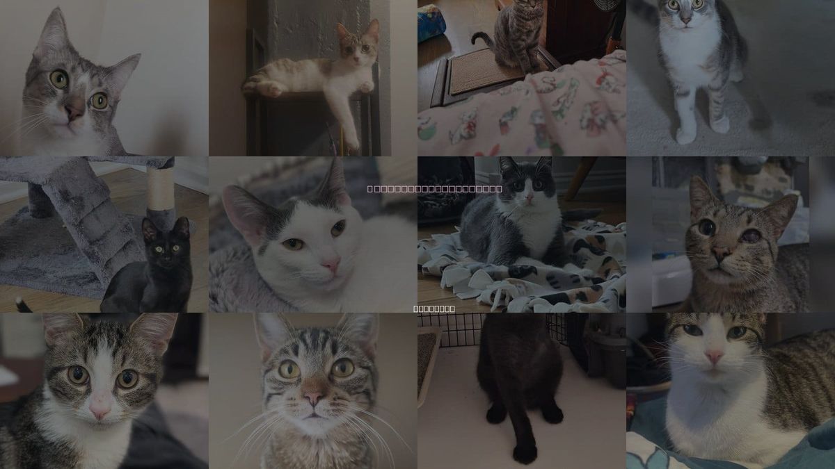 Cats for Adoption in Chicago, Illinois