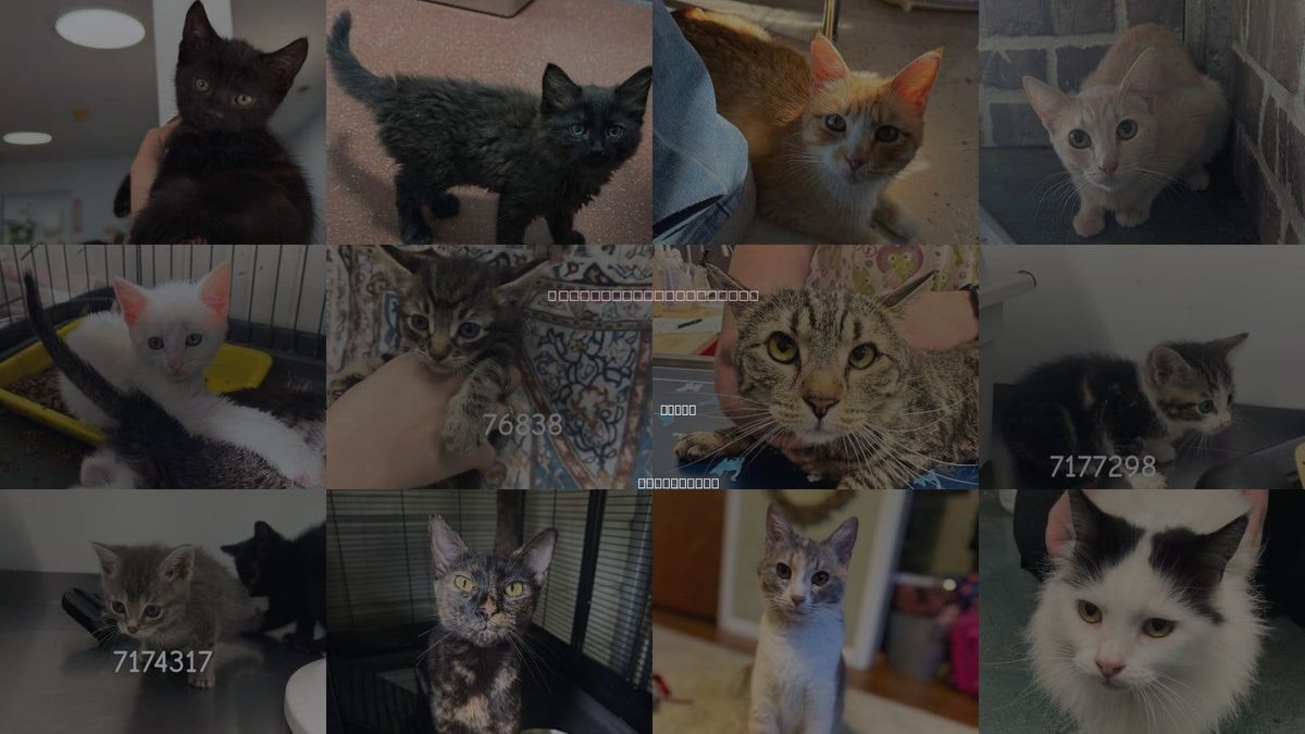Cats for Adoption in Chico, California