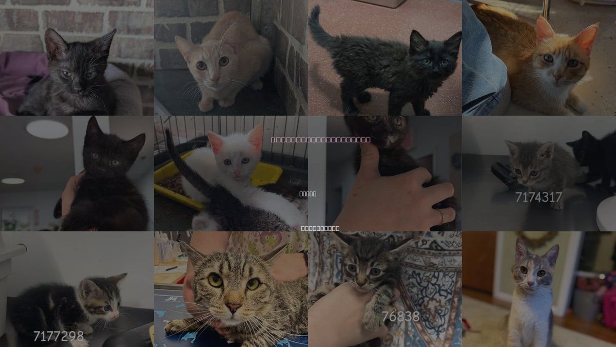 Cats for Adoption in Chico, California