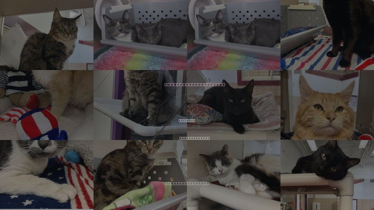 Cats for Adoption in Chicopee, Massachusetts
