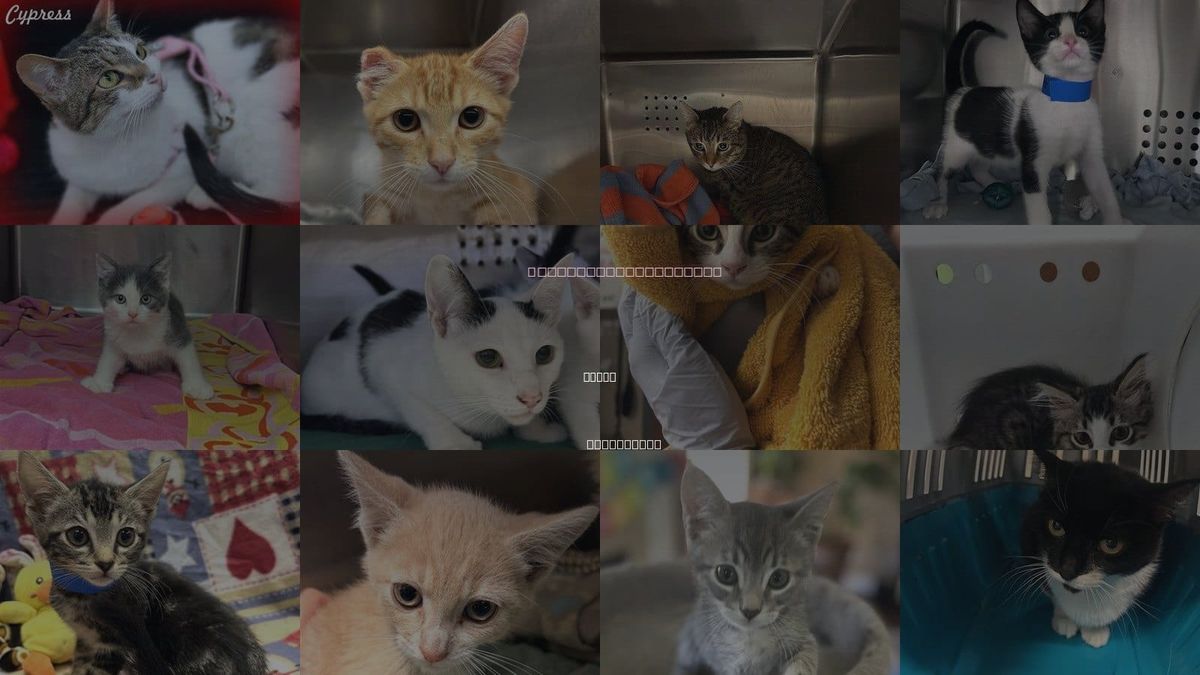 Cats for Adoption in Chino, California