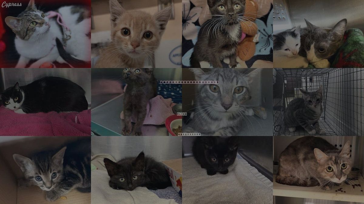 Cats for Adoption in Chino, California