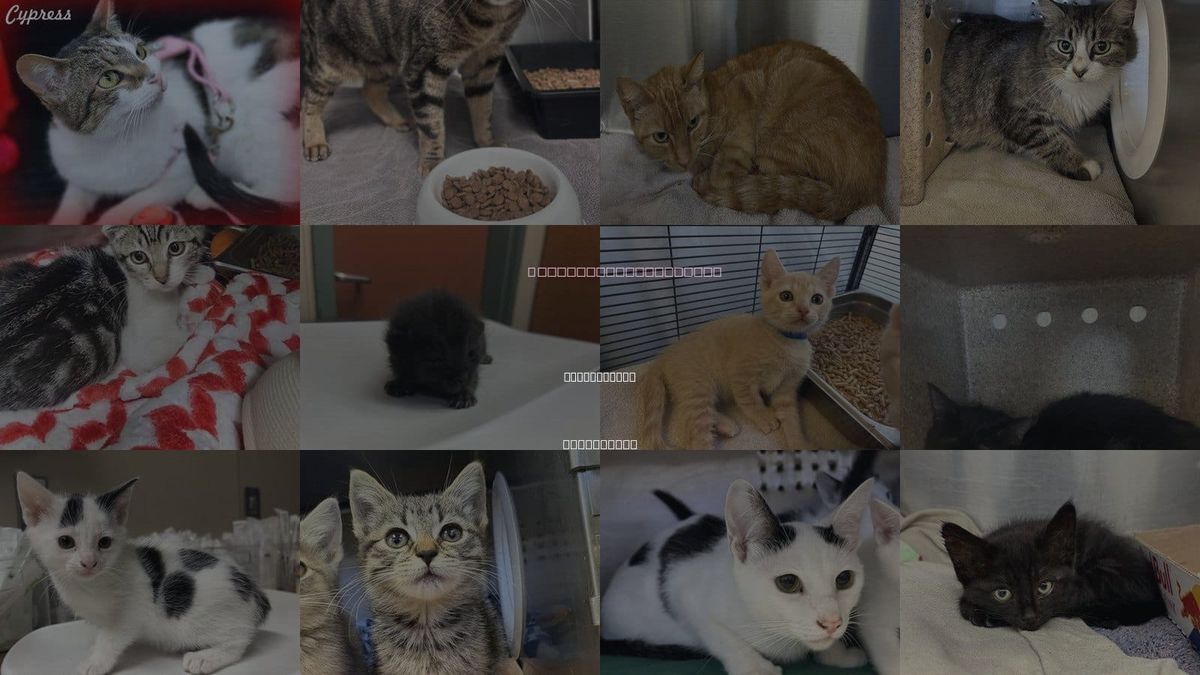 Cats for Adoption in Chino Hills, California
