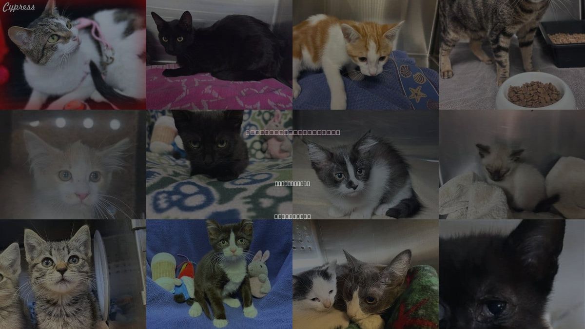 Cats for Adoption in Chino Hills, California