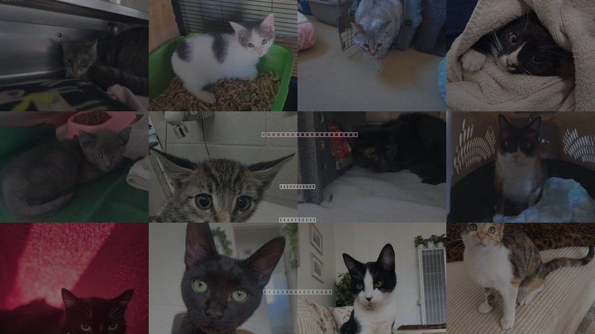 Cats for Adoption in Chula Vista, California