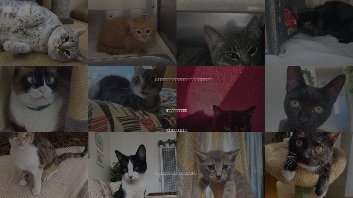 Cats for Adoption in Chula Vista, California