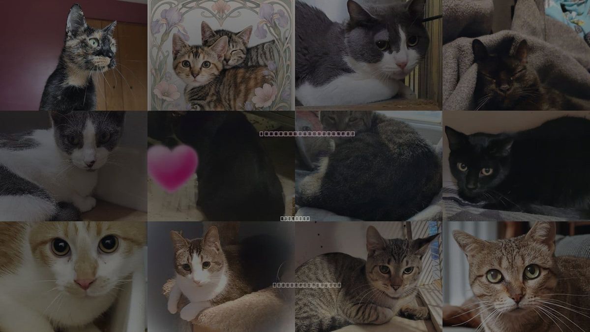 Cats for Adoption in Cicero, Illinois