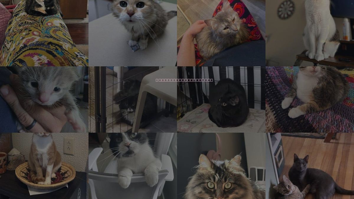 Cats for Adoption in Cincinnati, Ohio