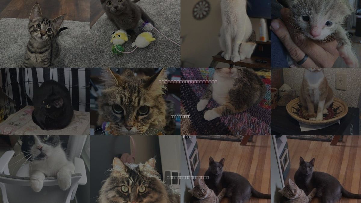 Cats for Adoption in Cincinnati, Ohio