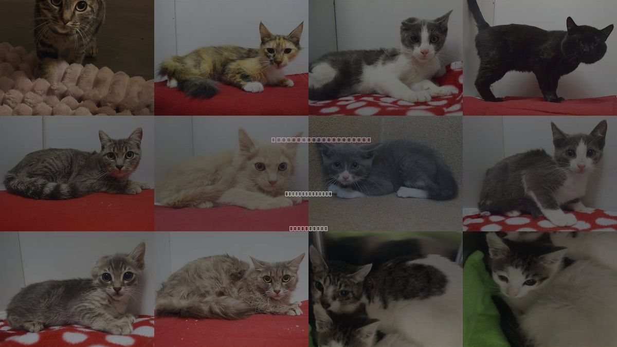 Cats for Adoption in Citrus Heights, California