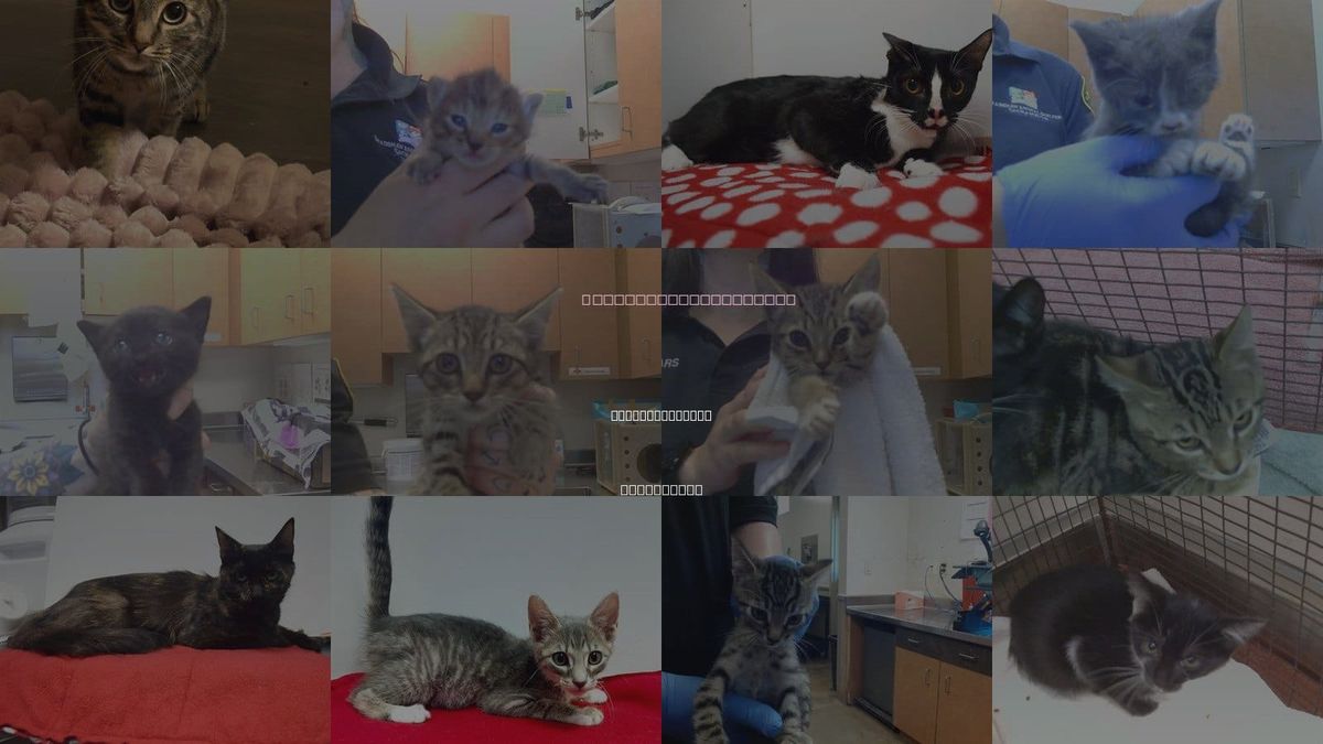 Cats for Adoption in Citrus Heights, California
