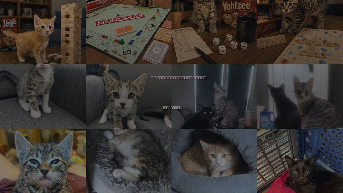 Cats for Adoption in Claremore, Oklahoma