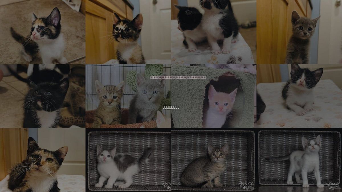 Cats for Adoption in Claremore, Oklahoma