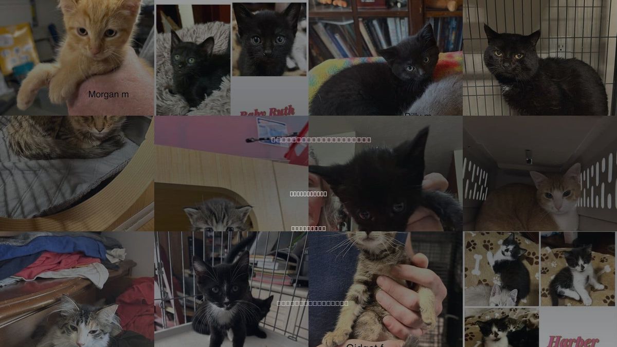 Cats for Adoption in Clarksville, Tennessee