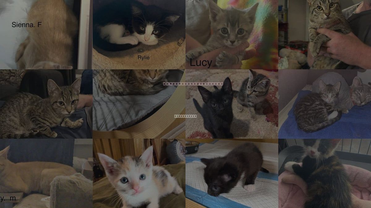 Cats for Adoption in Clarksville, Tennessee