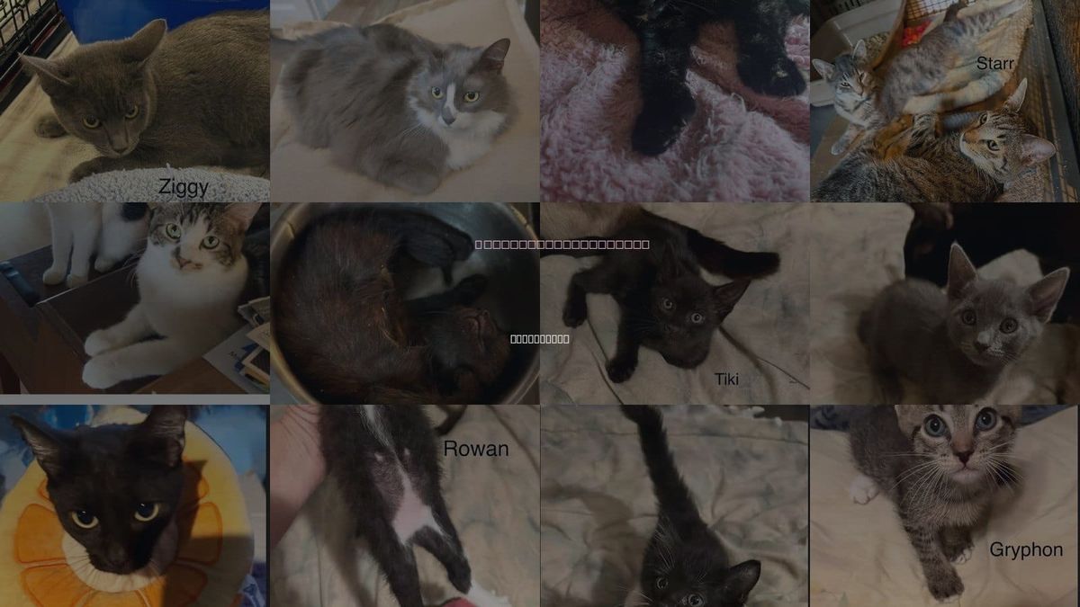 Cats for Adoption in Clearwater, Florida