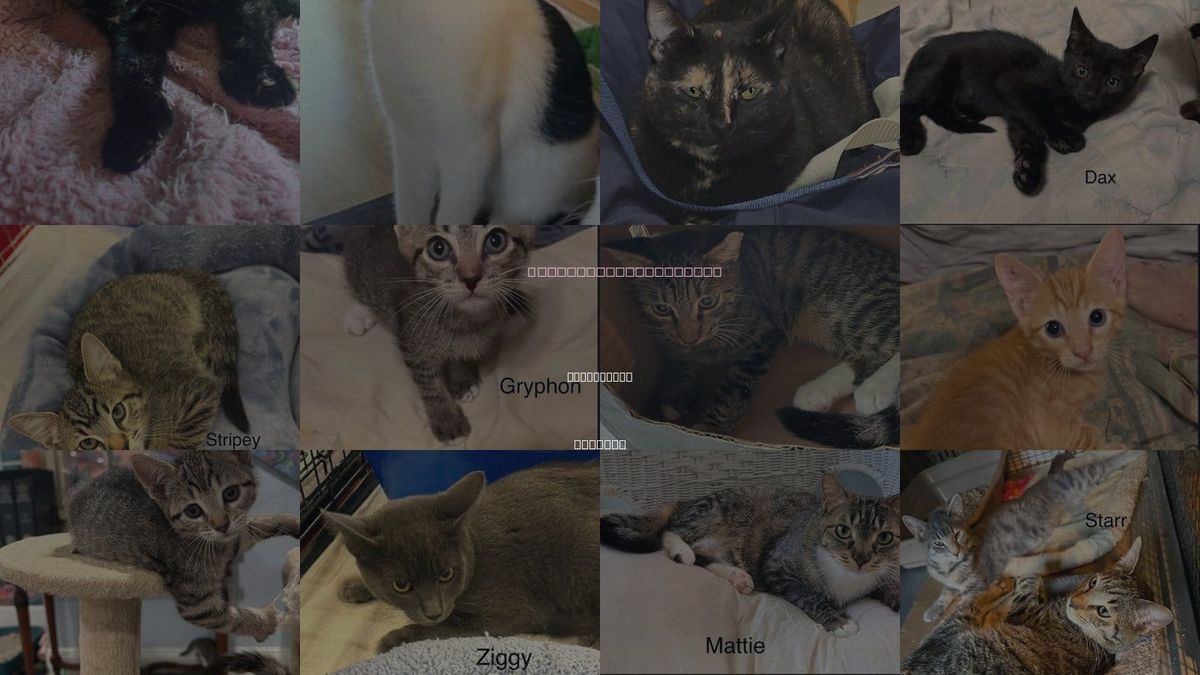 Cats for Adoption in Clearwater, Florida