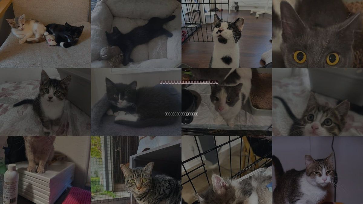 Cats for Adoption in Cleveland Heights, Ohio