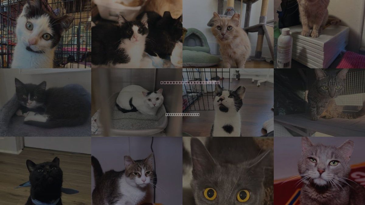 Cats for Adoption in Cleveland Heights, Ohio