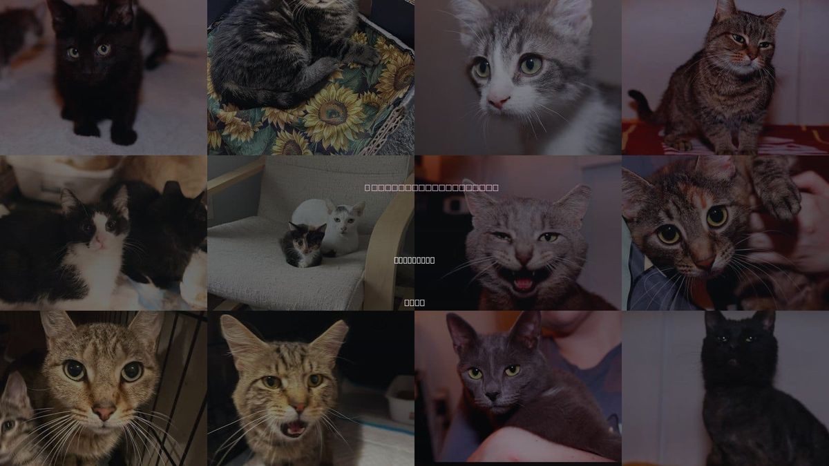 Cats for Adoption in Cleveland, Ohio