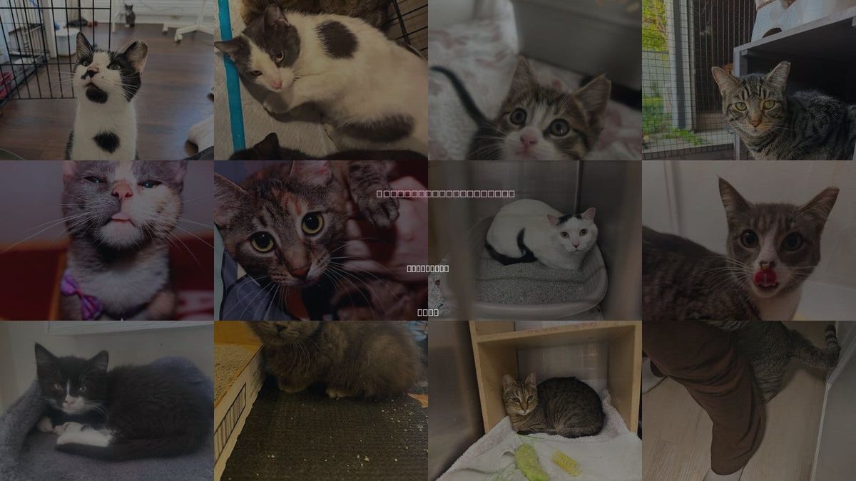 Cats for Adoption in Cleveland, Ohio