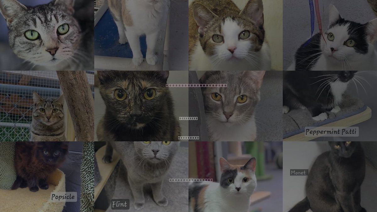 Cats for Adoption in Cleveland, Tennessee