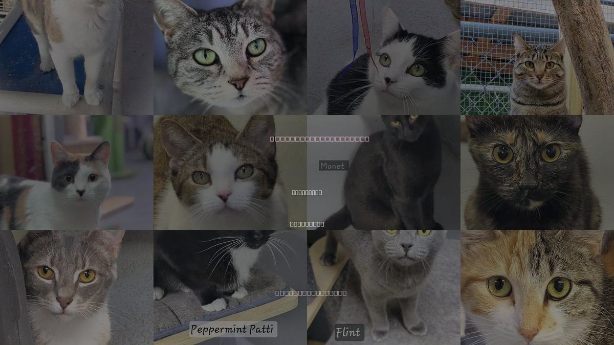 Cats for Adoption in Cleveland, Tennessee