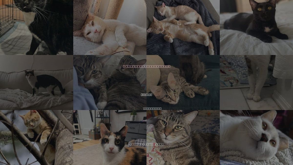 Cats for Adoption in Clifton, New Jersey