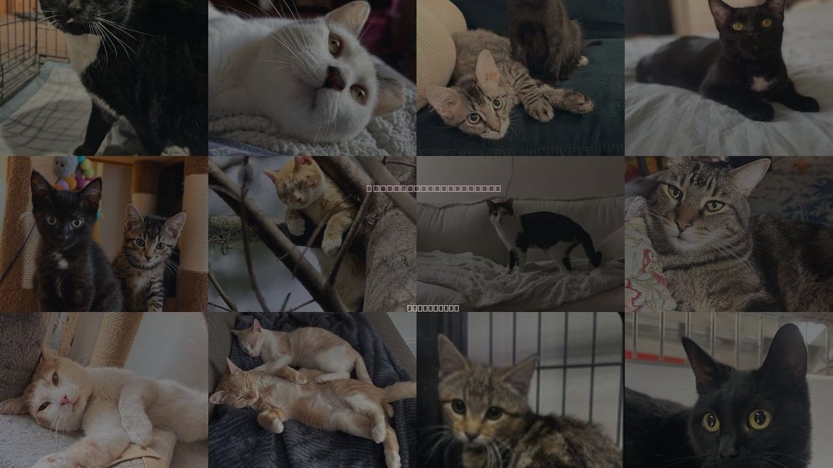Cats for Adoption in Clifton, New Jersey