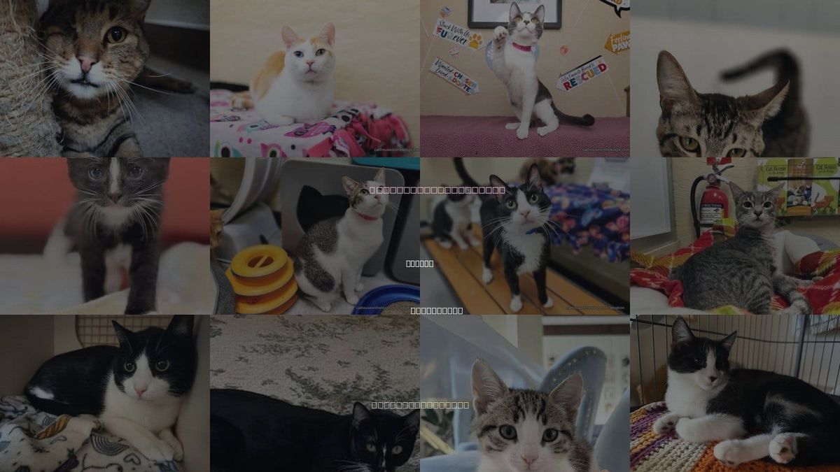 Cats for Adoption in Clovis, California