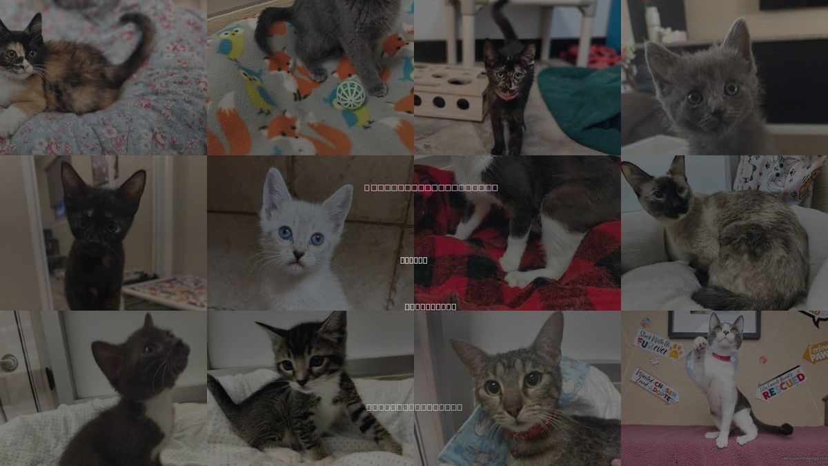 Cats for Adoption in Clovis, California