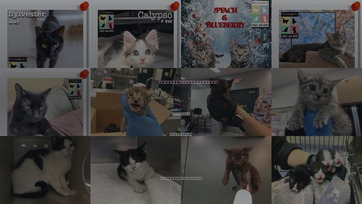 Cats for Adoption in Coachella, California