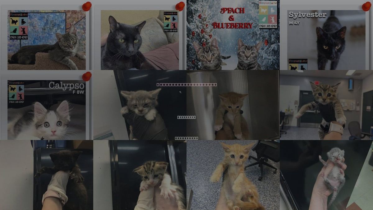 Cats for Adoption in Coachella, California