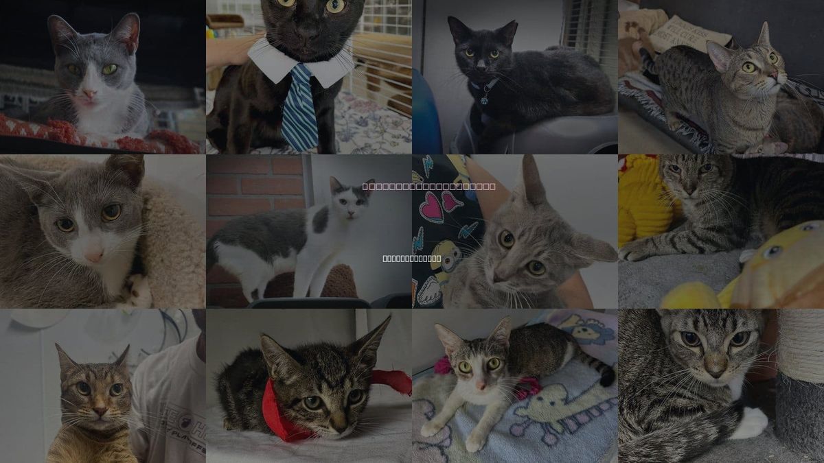 Cats for Adoption in Coconut Creek, Florida